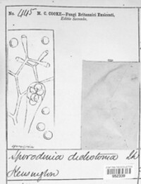 Syzygites megalocarpus image